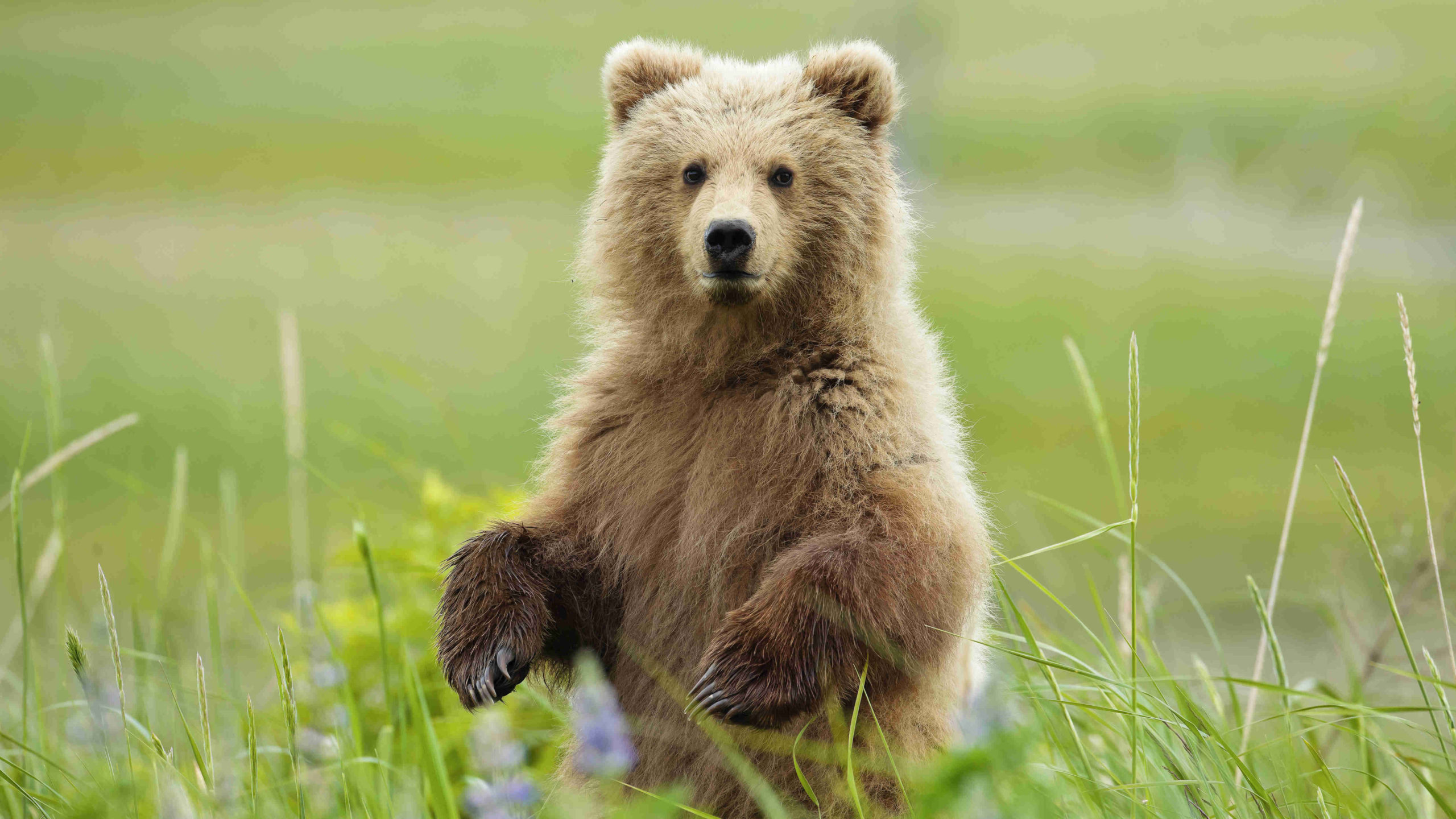 Test Animal Totem : Quel Est Mon Animal Totem ? - BuzzFrance